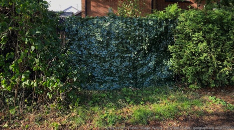 Plastic hedge